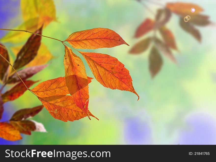 Background composed of bright autumn leaves maple. An illustration. Background composed of bright autumn leaves maple. An illustration.