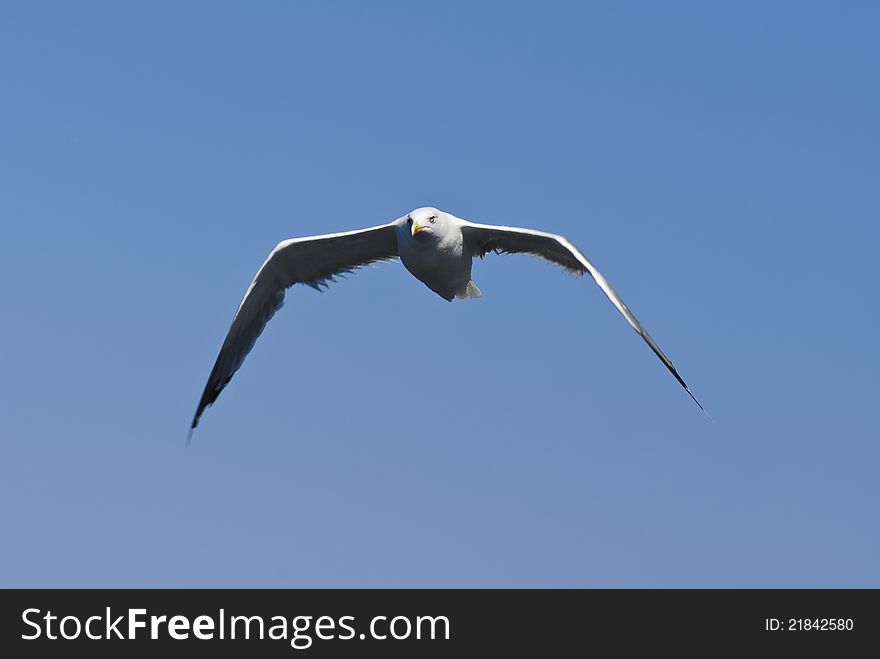 A seagul flyng in the sky