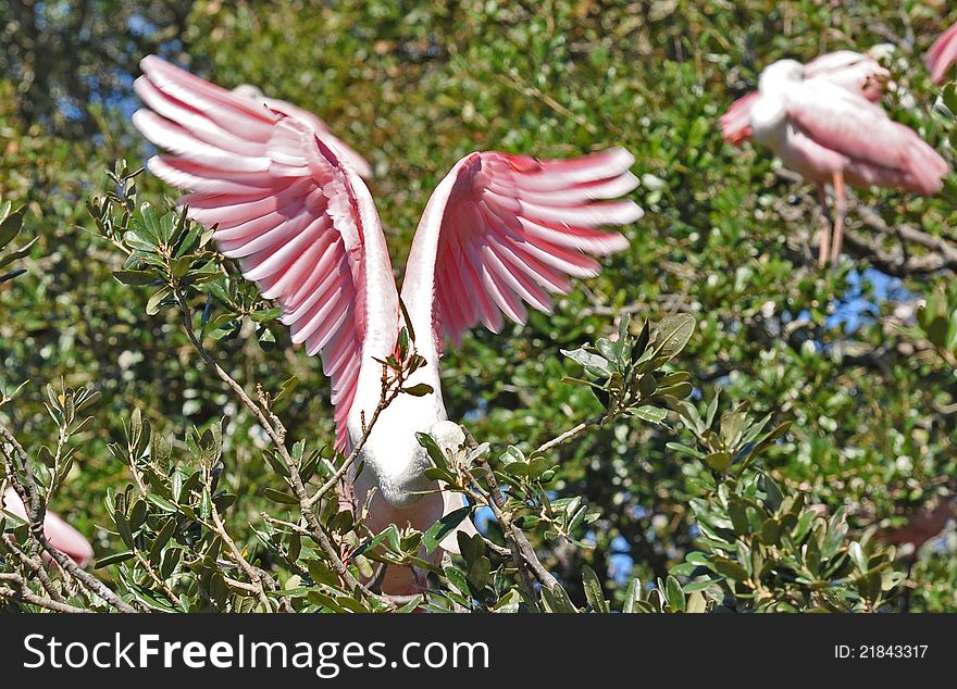 Pink Tropical Flamingo Bird Stretches Her Wings