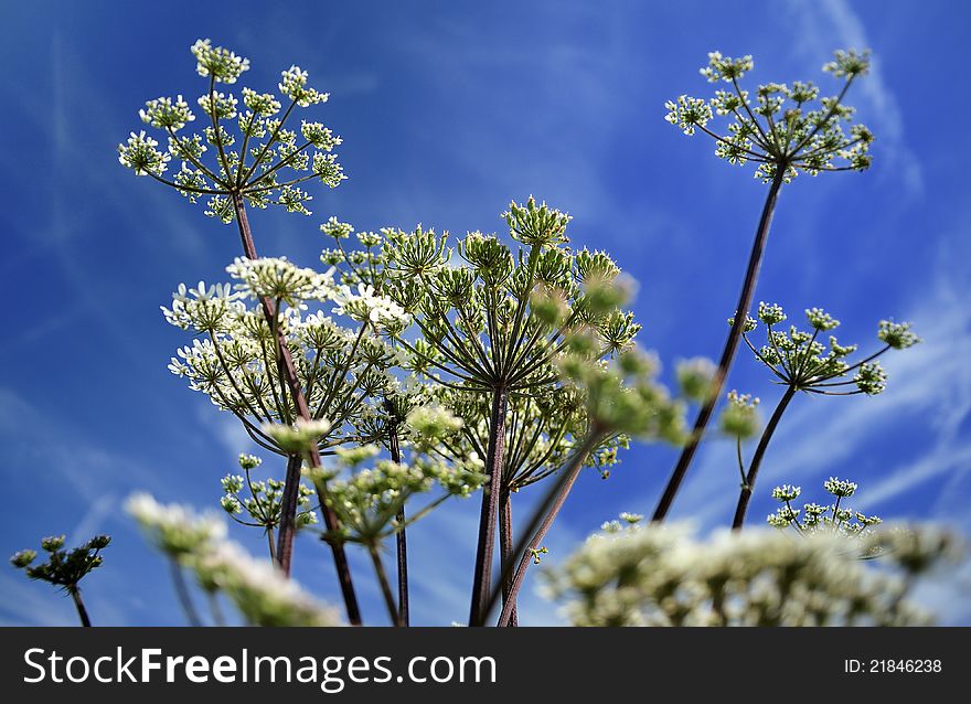 A large group of the umbelliferae, Pignut. Showing the heads graphically, against a blue sky. This plant grows in meadows and grassy places. A large group of the umbelliferae, Pignut. Showing the heads graphically, against a blue sky. This plant grows in meadows and grassy places.