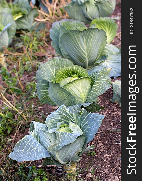 Green cabbage on a bed, outdoors