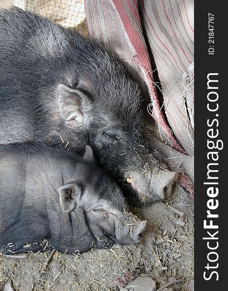 A family of black pigs at rest. A family of black pigs at rest