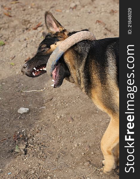 Training of a police dog: german shepherd