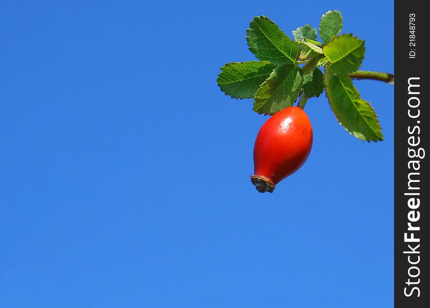 Red berry fruit with green leaves on blue background. Red berry fruit with green leaves on blue background