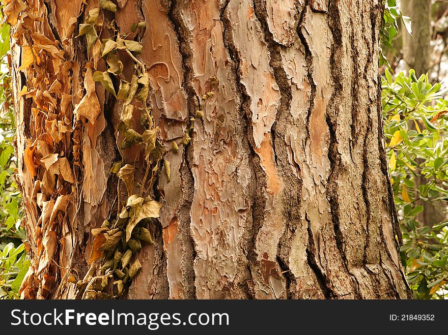 Tree Bark Background With Yellow Leaves