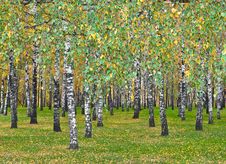 Birchwood Royalty Free Stock Photo Birchwood Royalty Free Stock Photo