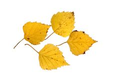 Four Autumn Beech Leaves Royalty Free Stock Image