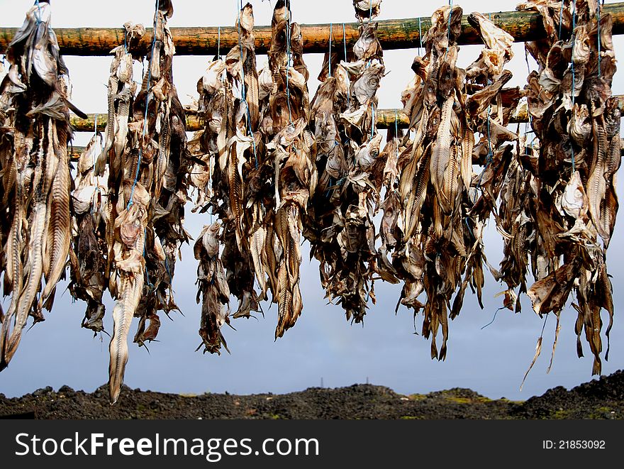 Fish drying in the sun. Fish drying in the sun