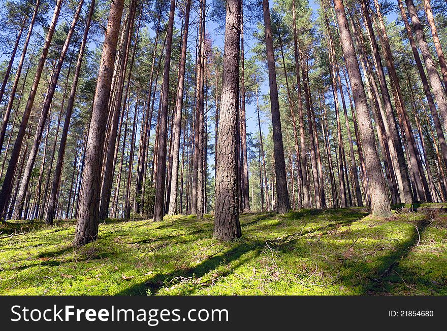 In the coniferous forest bright sunny day.