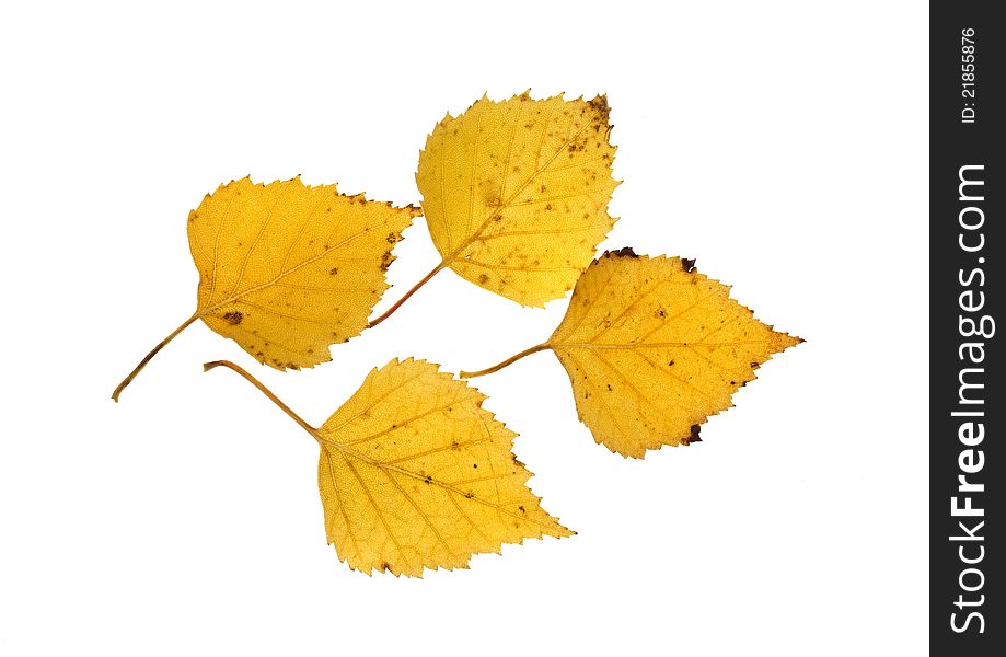 Four autumn beech leaves on white background