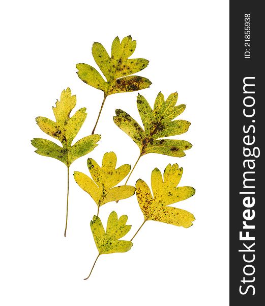 Six autumn hawthorn leaves on white background