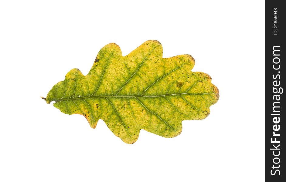 Autumn oak leaf on white background