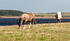 Two Horses Grazing Royalty Free Stock Photography