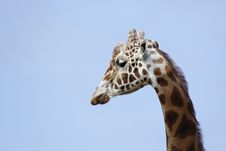 Giraffe Profile Stock Photography