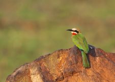 White Fronted Bee-eater On Rock Stock Photos White Fronted Bee-eater On Rock Stock Photos