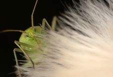 Shield Bug Royalty Free Stock Image Shield Bug Royalty Free Stock Image