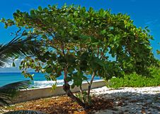 Caribbean Sea Grape Tree Stock Photo Caribbean Sea Grape Tree Stock Photo