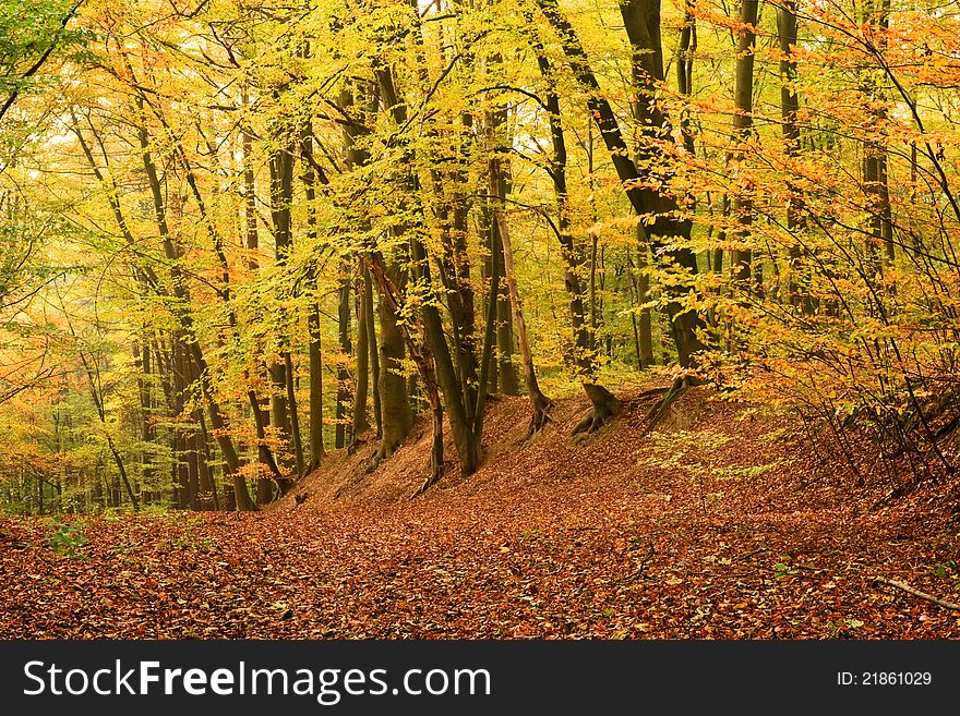 Colorful beech forest in autumn. Colorful beech forest in autumn