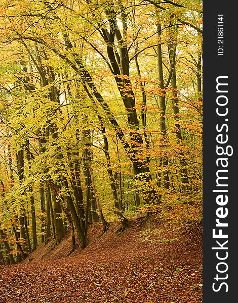 Beautiful beech forest in autumn