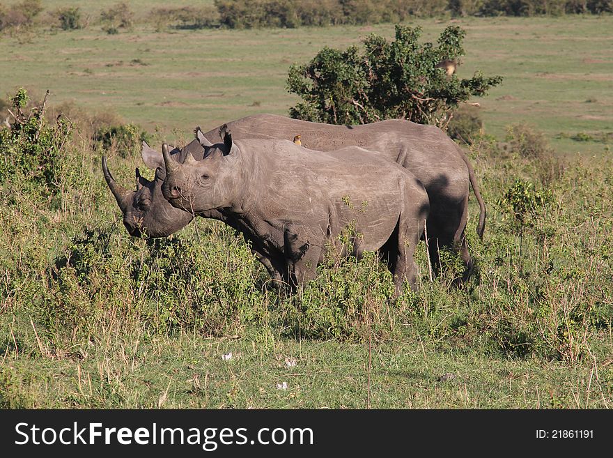 Taken in The Masai Mara in September, includes mother and child. Taken in The Masai Mara in September, includes mother and child