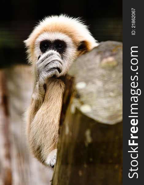 Lar Gibbon Holding Nose