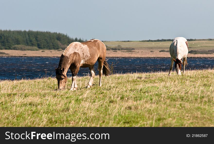 Two Horses Grazing