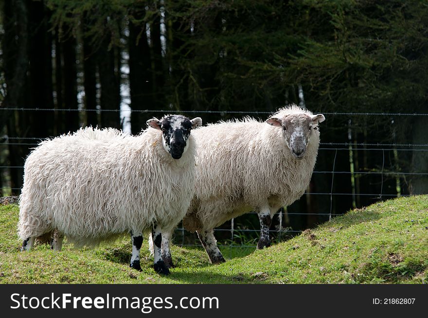 Two Sheep With Wooly Coats