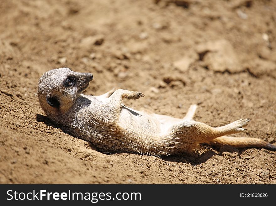 Meerkat Nap