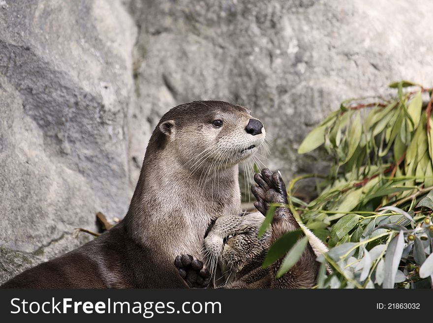 Otter Watch