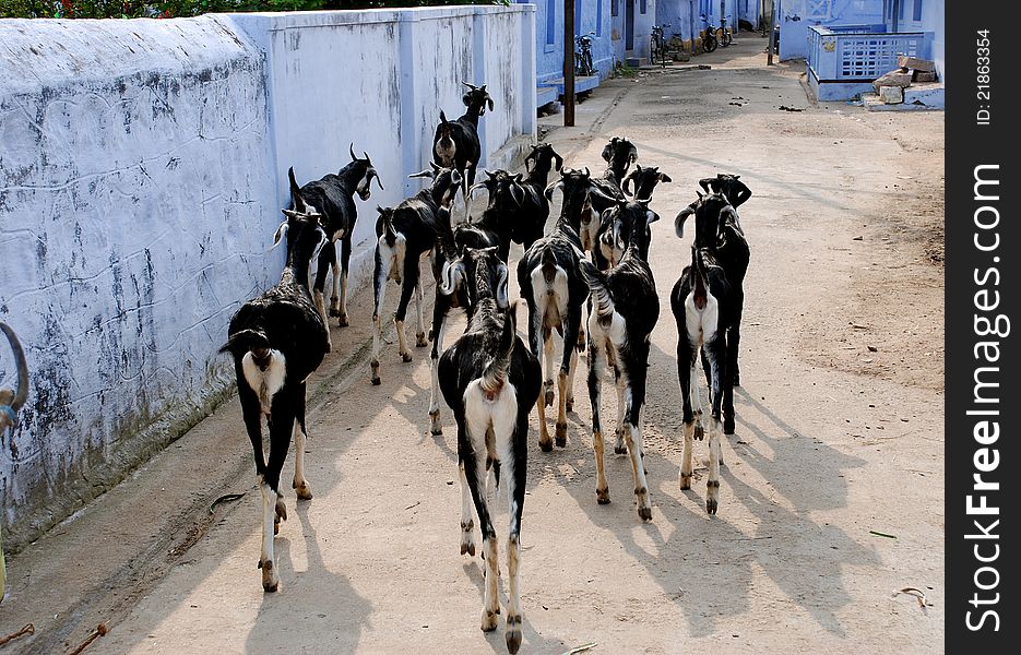 Goats waking on the street