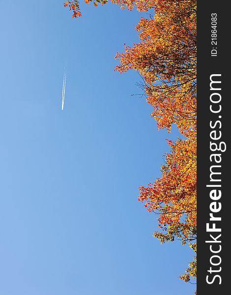 Jet stream against blue sky and bordered with a brightly colored autumn tree. Jet stream against blue sky and bordered with a brightly colored autumn tree
