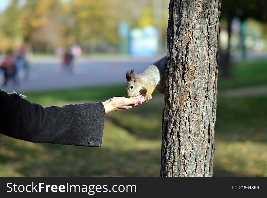 Feeding of the squirrel from Ð° hand