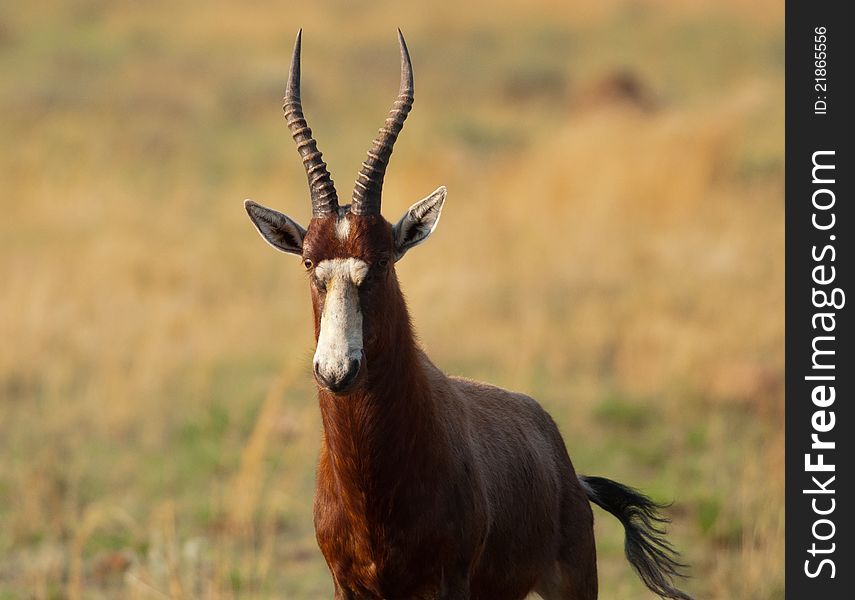 Portrait of a Blesbok showing head and shoulders with grassy background. Portrait of a Blesbok showing head and shoulders with grassy background