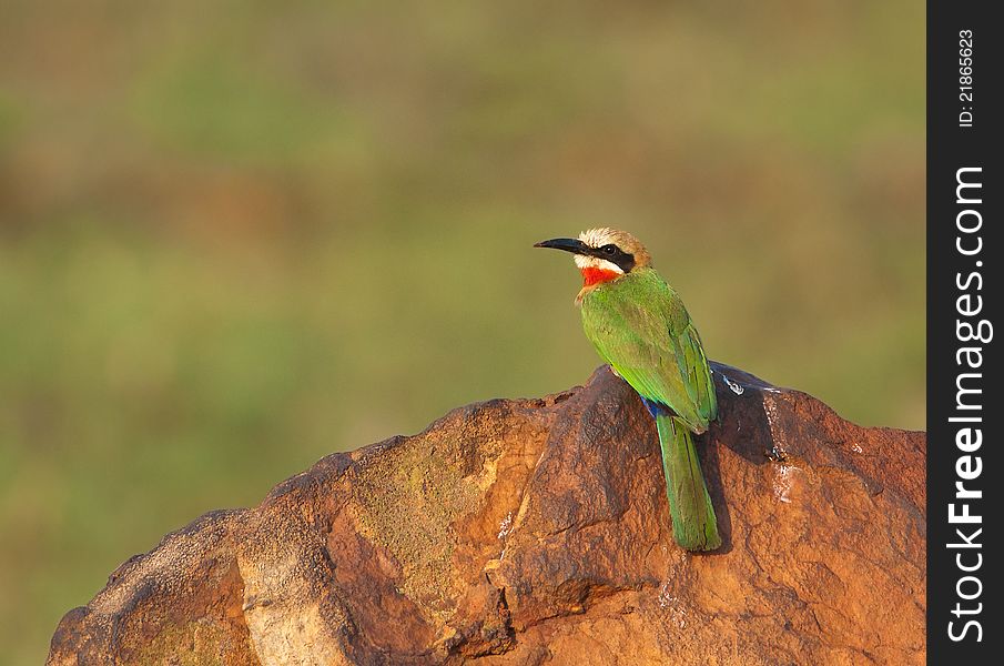 View of a white-fronted bee-eater sitting on a brown rock with green background. View of a white-fronted bee-eater sitting on a brown rock with green background