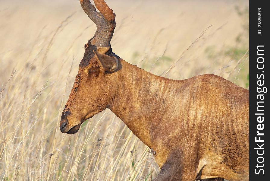View of a Blesbok seen from the side with mud covered face and part of horns. View of a Blesbok seen from the side with mud covered face and part of horns