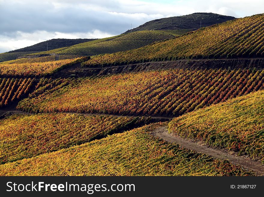 Vine lanscape in Douro region, Portugal