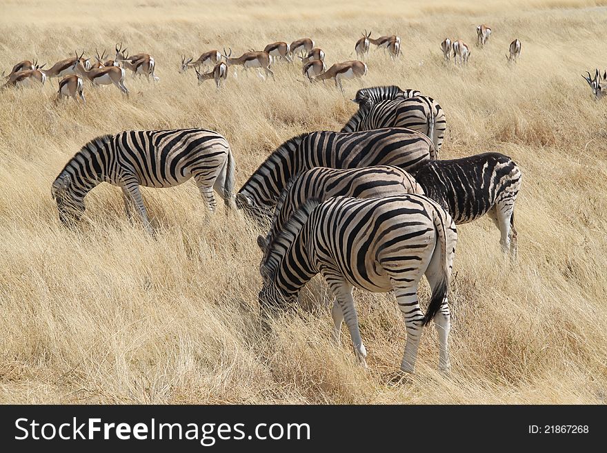 Zebras in the savannah, Namibia
