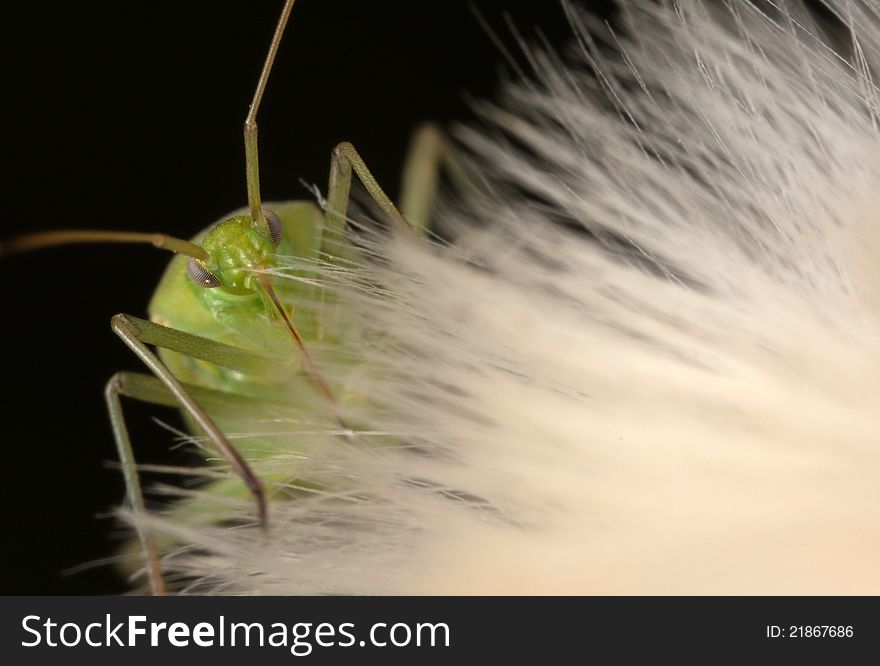 Green shield bug on fluffy seed