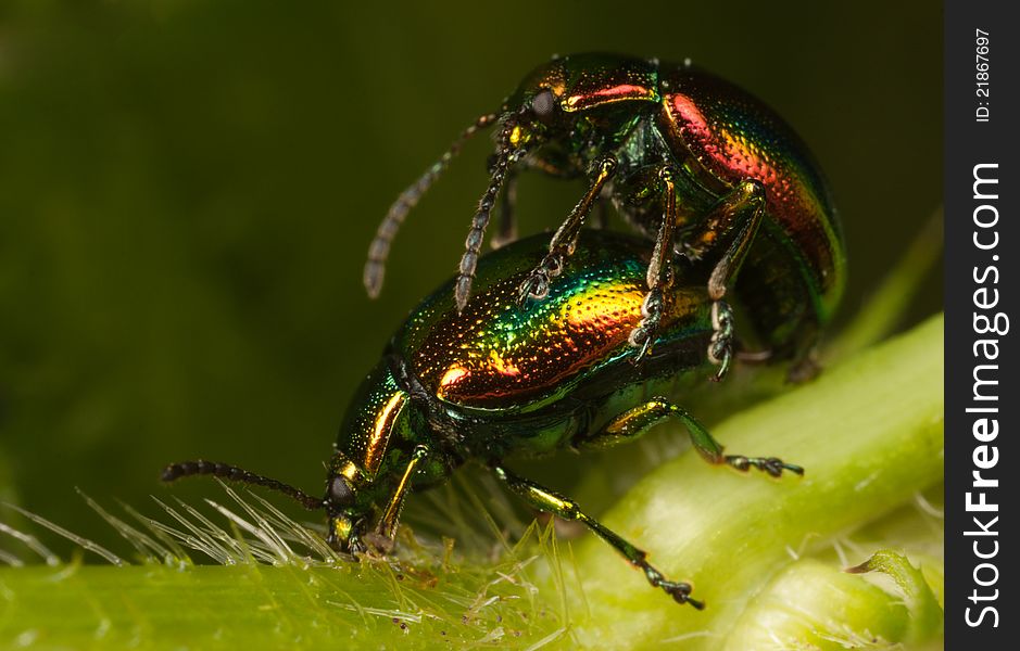Shiny bugs mating on a plant. Shiny bugs mating on a plant