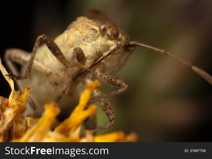 Shield bug on a plant