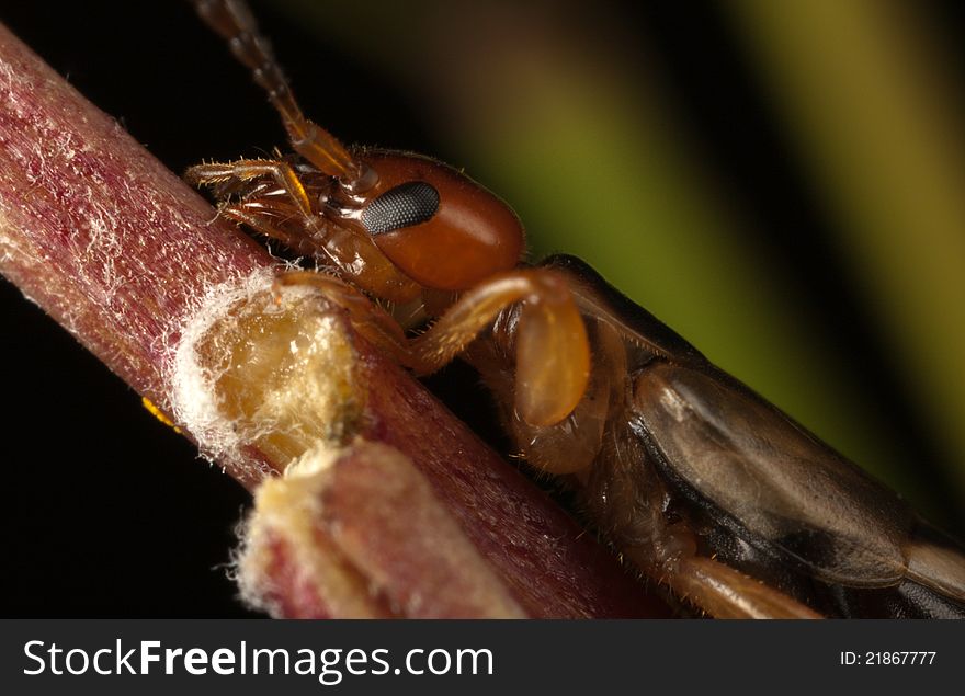 Brown Earwig (Forficula Auricularia) macro