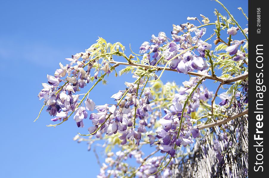 Wisteria flower in summer with sky as a background