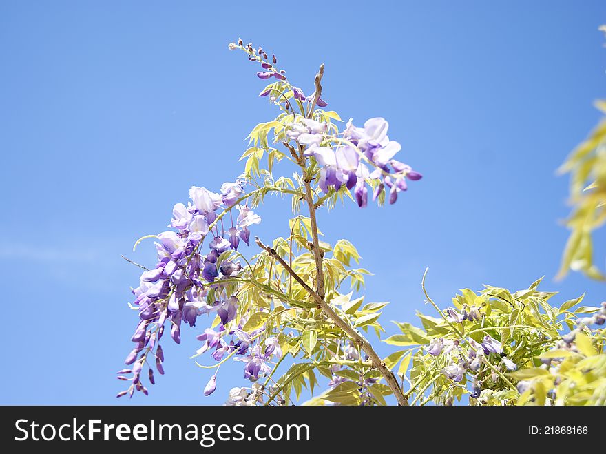 A bouquet of wisteria flowers against the sky