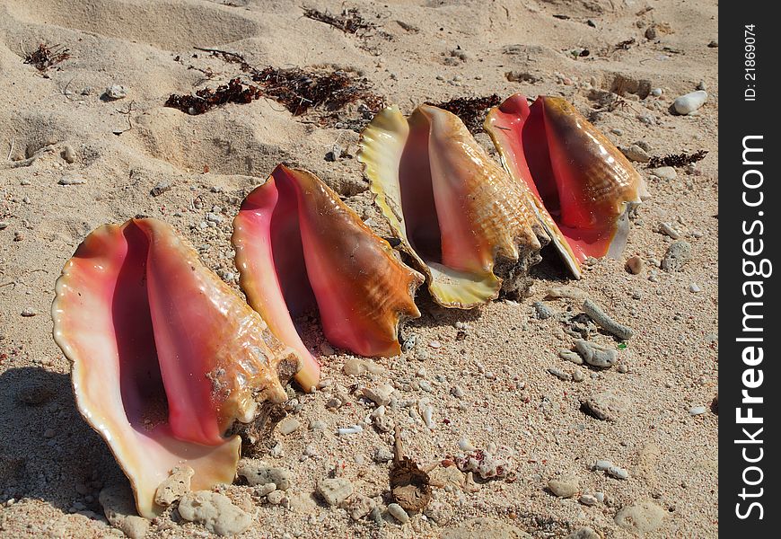 A row of beautiful conch shells on the sand of a beach in the Cayman Islands. A row of beautiful conch shells on the sand of a beach in the Cayman Islands