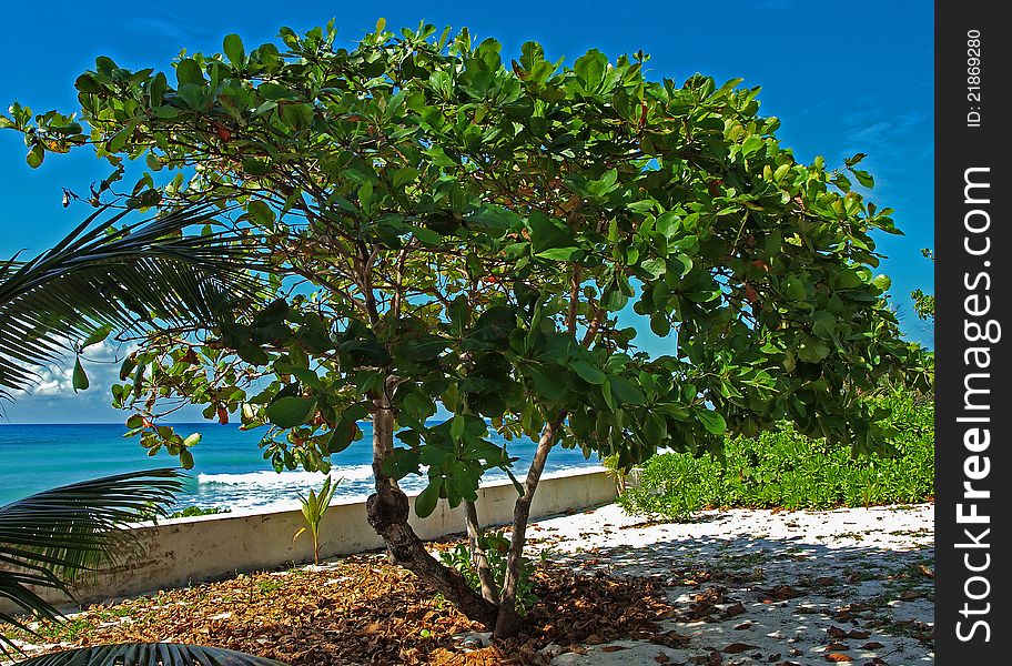 The sea grape is a common tree found throughout the Caribbean region. This lone tree stands in a traditional sand garden in the cayman Islands overlooking the Caribbean Sea. The sea grape is a common tree found throughout the Caribbean region. This lone tree stands in a traditional sand garden in the cayman Islands overlooking the Caribbean Sea.