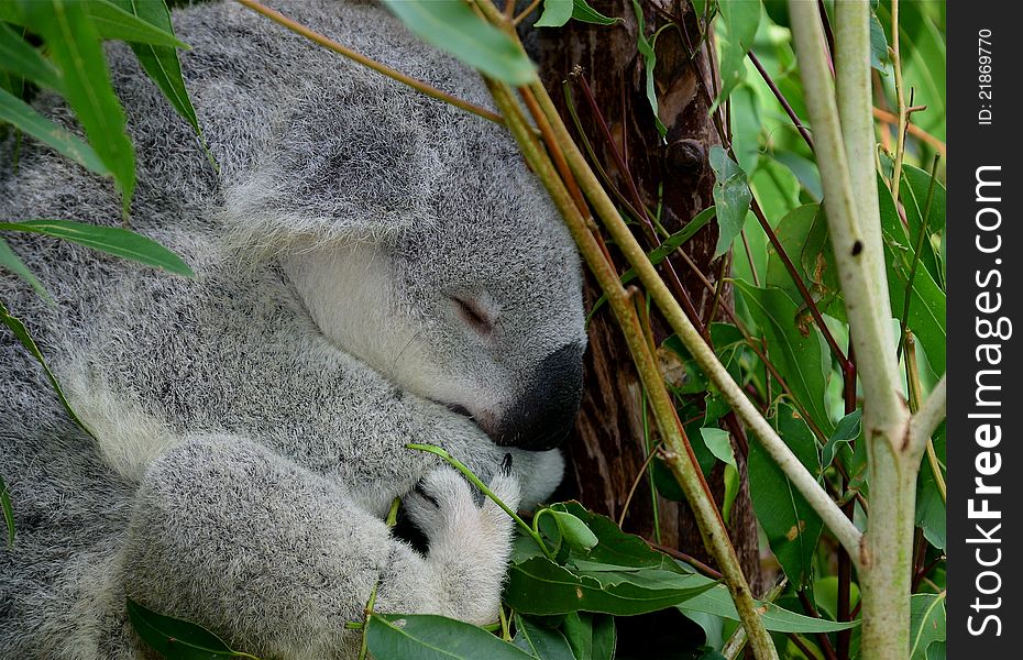 Grey young koala, curled-up on the eucalyptus tree