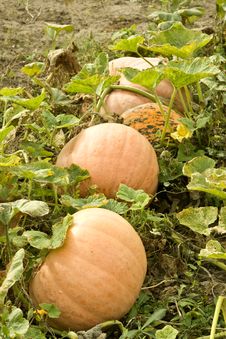Big Pumpkin On The Patch. Royalty Free Stock Photo Big Pumpkin On The Patch. Royalty Free Stock Photo