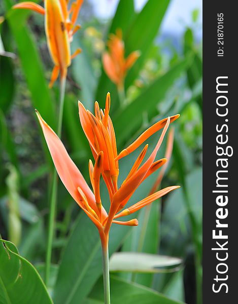 Tropical Orange Parrot Heliconia flower closeup in Thailand