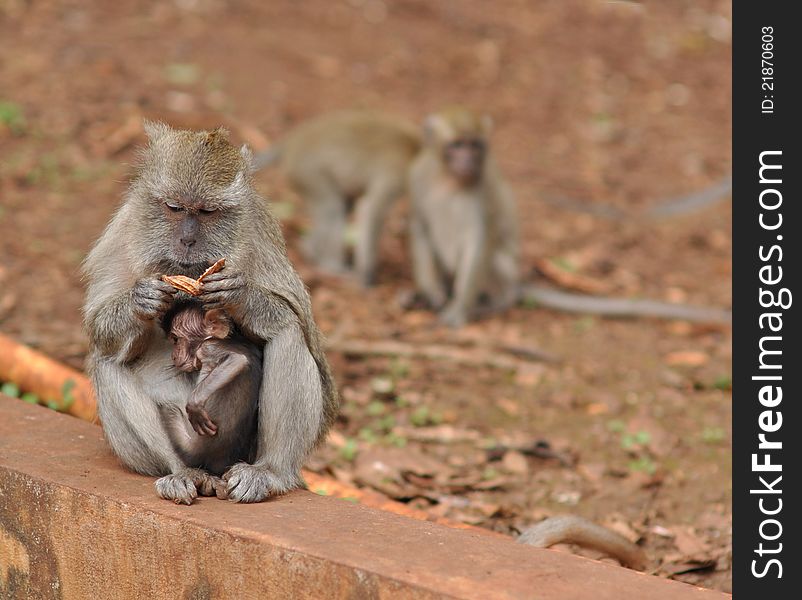 A adult female monkey caring for her young.