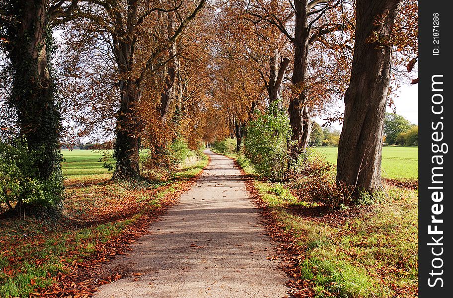 Autumn Landscape with lane between Trees